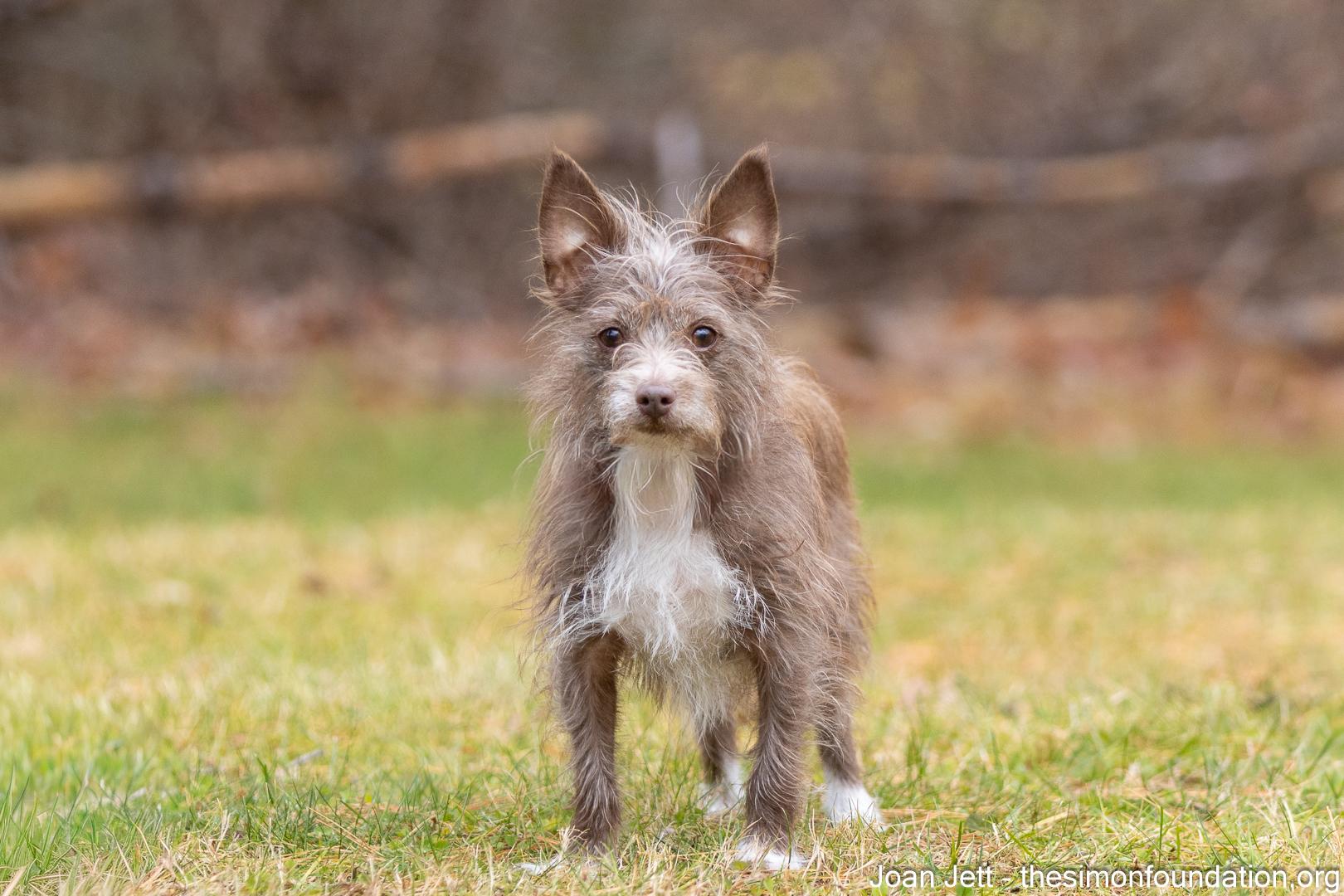 Joan Jett thumbnail 2