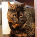 Eliza, Adoptable, Senior Female Domestic Short Hair.