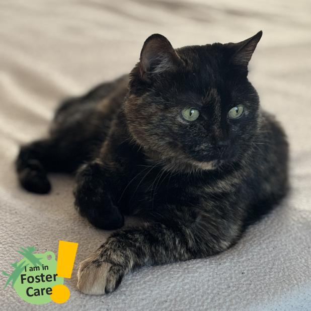 Enlarge Eliza, a Adoptable Domestic Short Hair in Pittsburgh, PA image 2/6