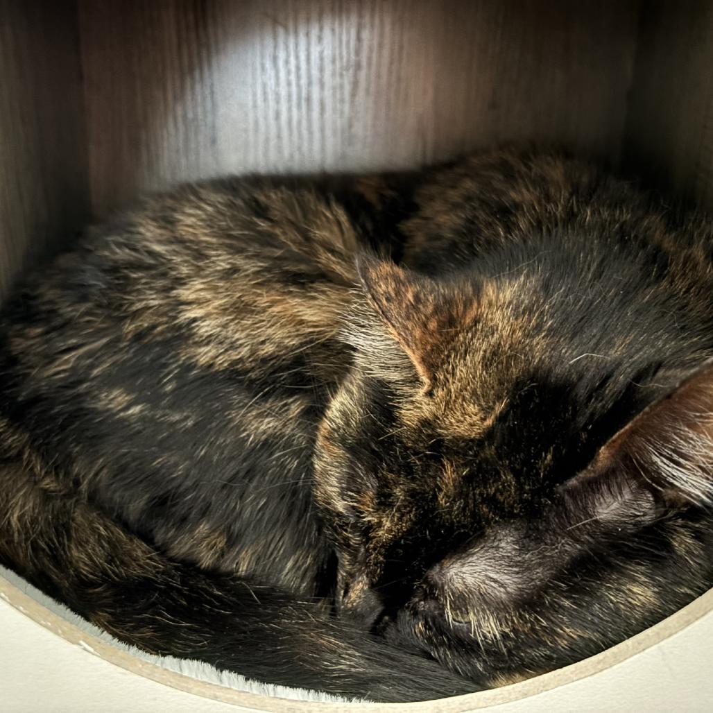 Enlarge Eliza, a Adoptable Domestic Short Hair in Pittsburgh, PA image 3/6