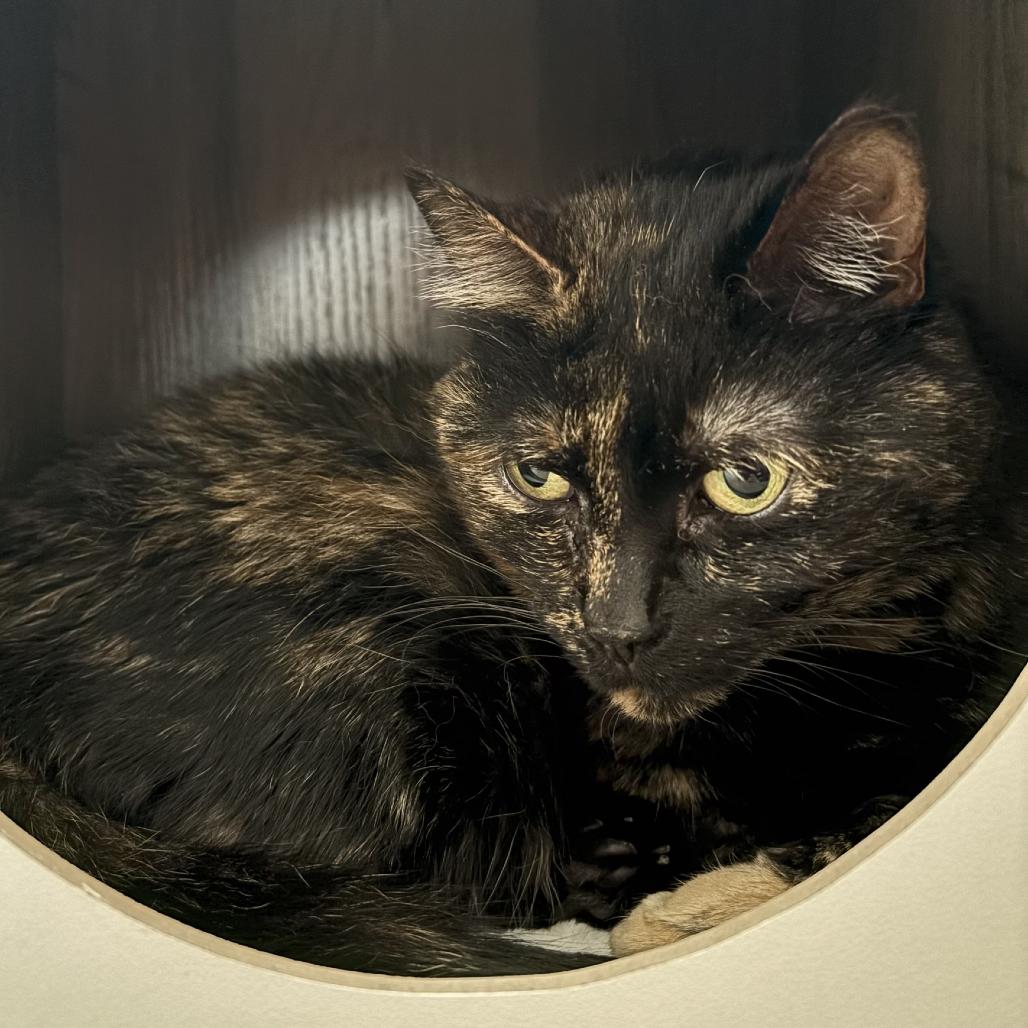 Enlarge Eliza, a Adoptable Domestic Short Hair in Pittsburgh, PA image 4/6