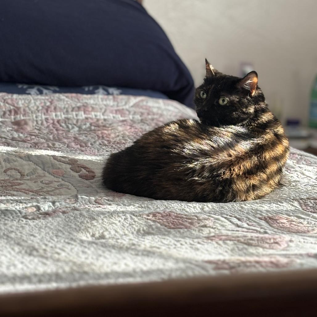 Enlarge Eliza, a Adoptable Domestic Short Hair in Pittsburgh, PA image 5/6