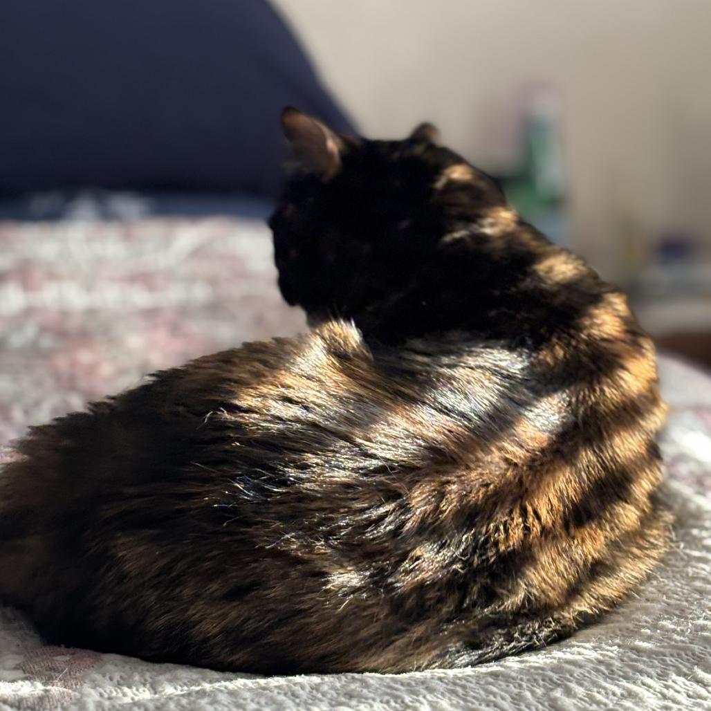 Enlarge Eliza, a Adoptable Domestic Short Hair in Pittsburgh, PA image 6/6