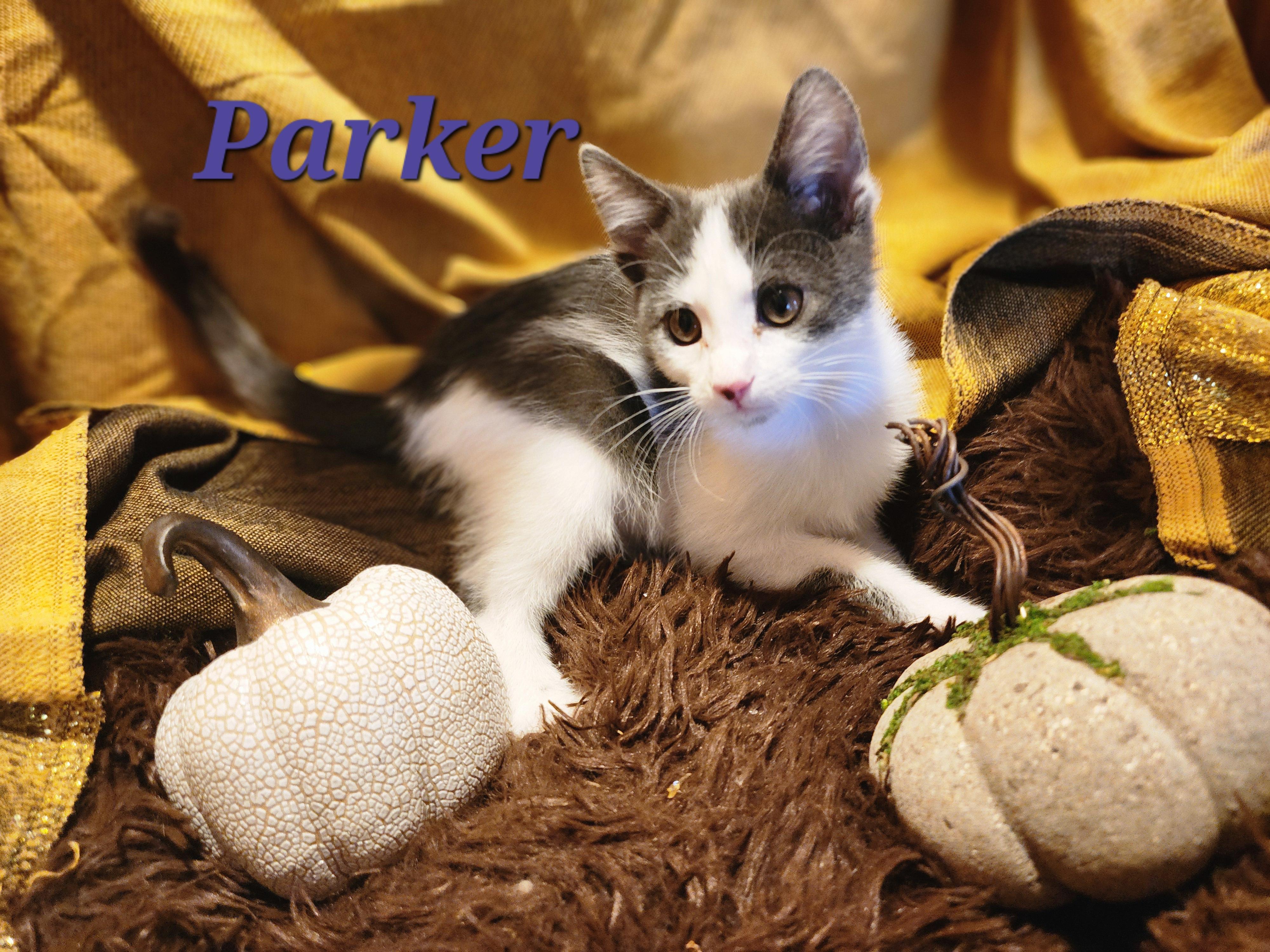 Enlarge Parker, a Adopted mixed breed in Carson City, NV image 1/2