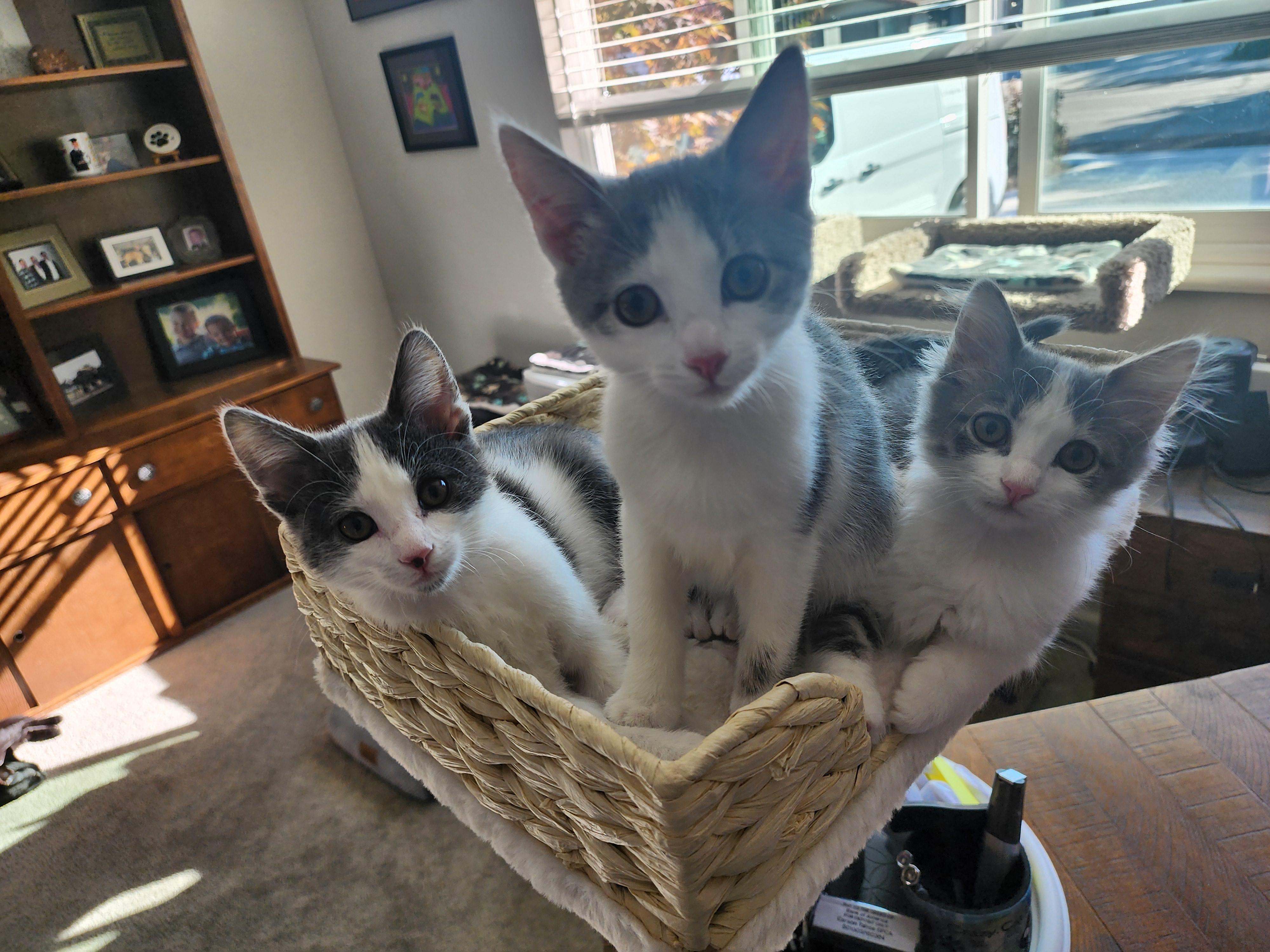 Enlarge Parker, a Adopted mixed breed in Carson City, NV image 2/2