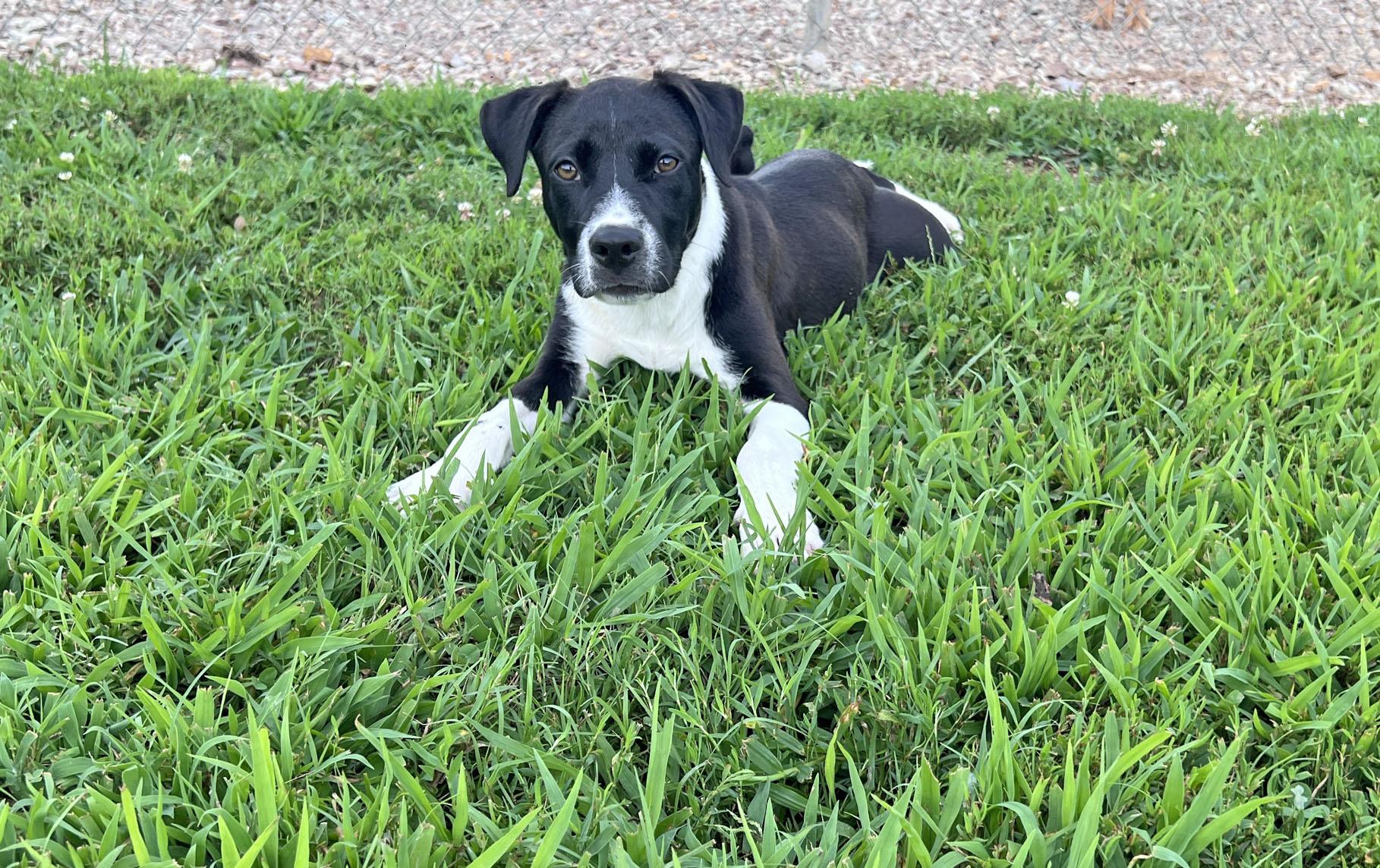 Tripp, Adoptable, Young Male Labrador Retriever.