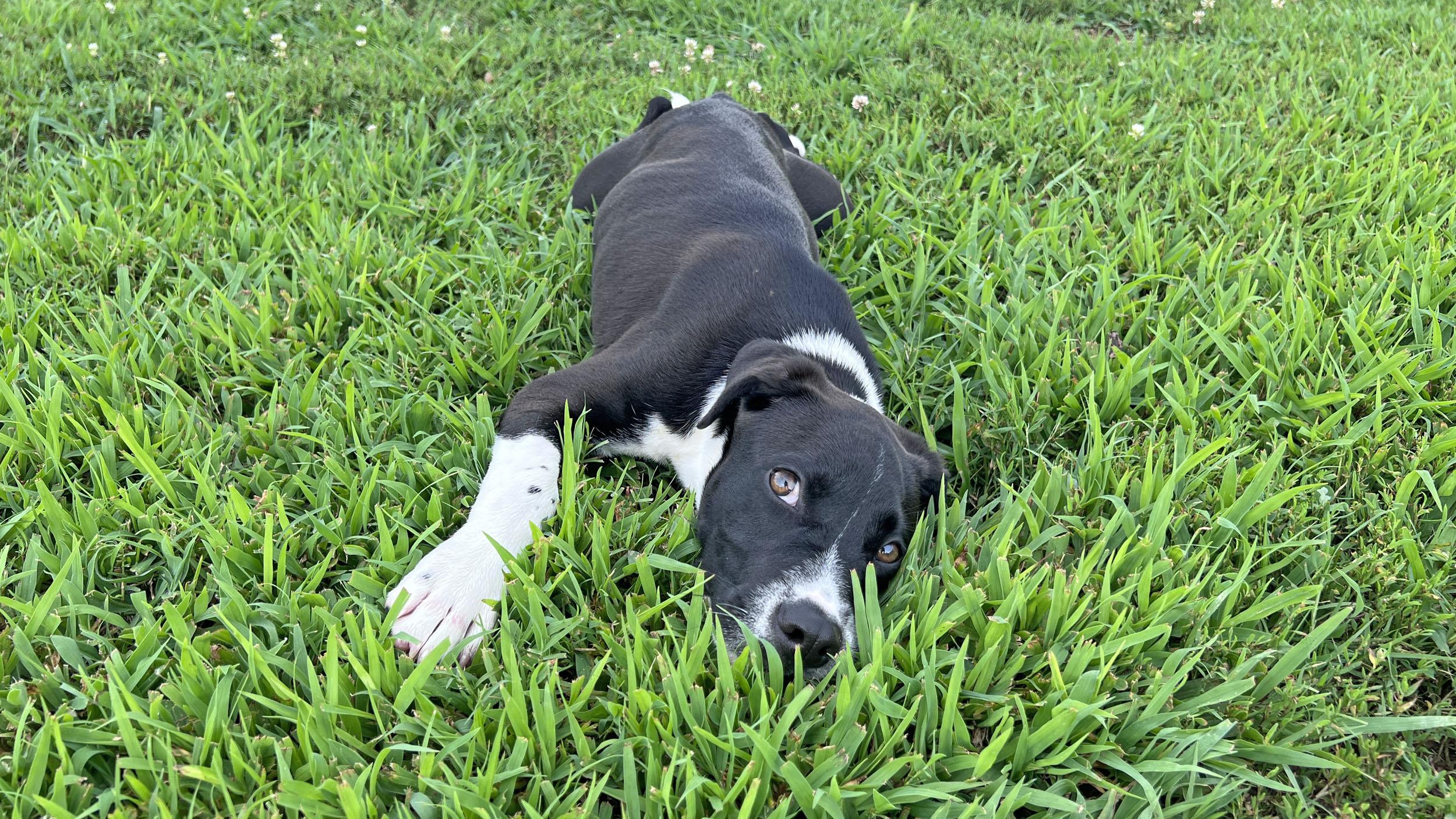 Enlarge Tripp, a Adoptable mixed breed in Savannah, TN image 2/2