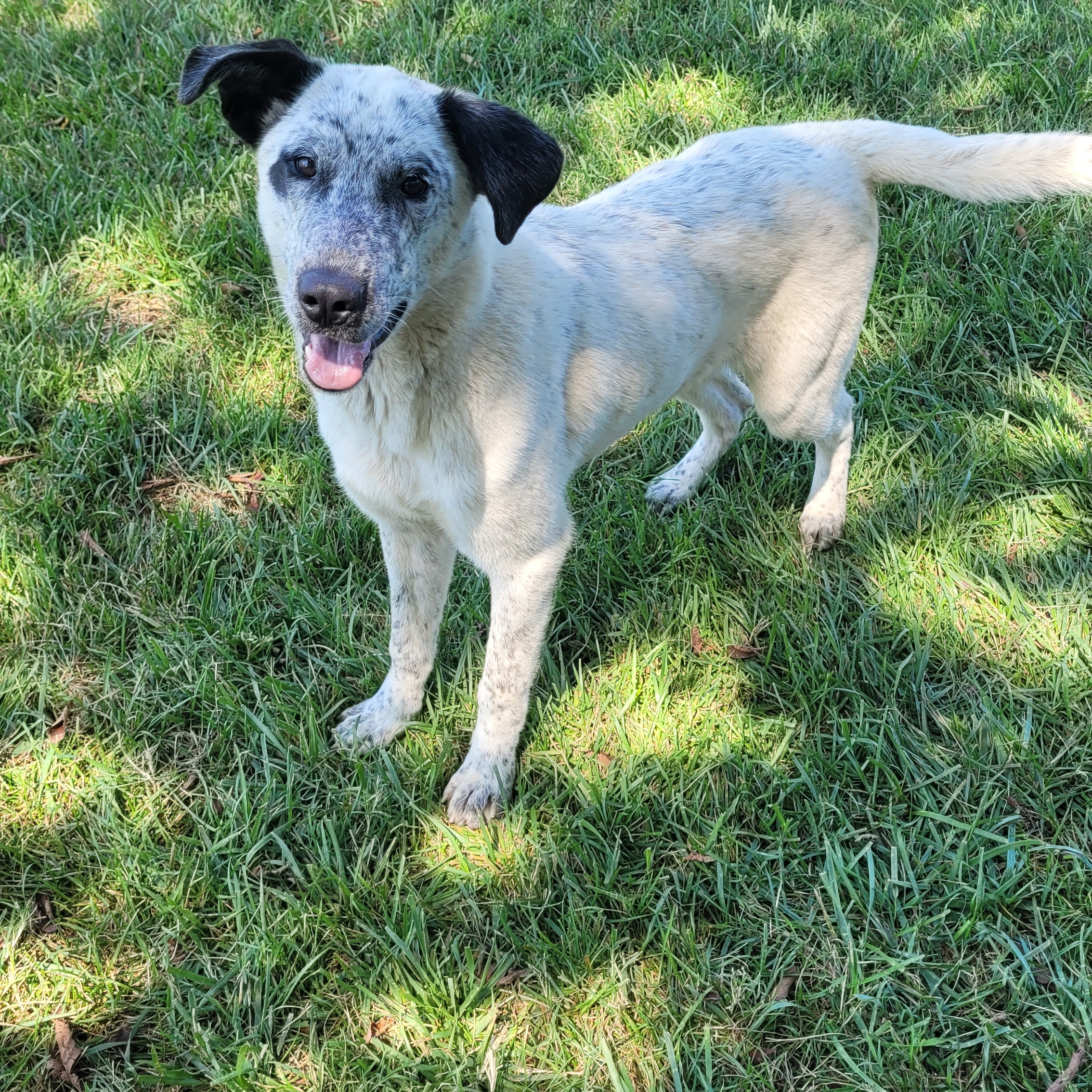 Enlarge Keebler, a Adoptable mixed breed in Fairfax, VA image 3/5