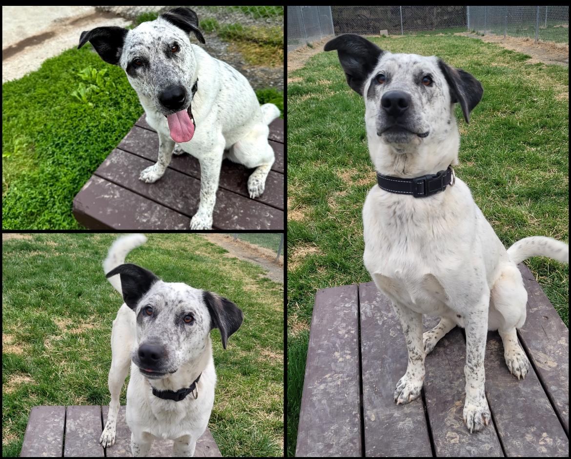 Enlarge Keebler, a Adoptable mixed breed in Fairfax, VA image 1/5