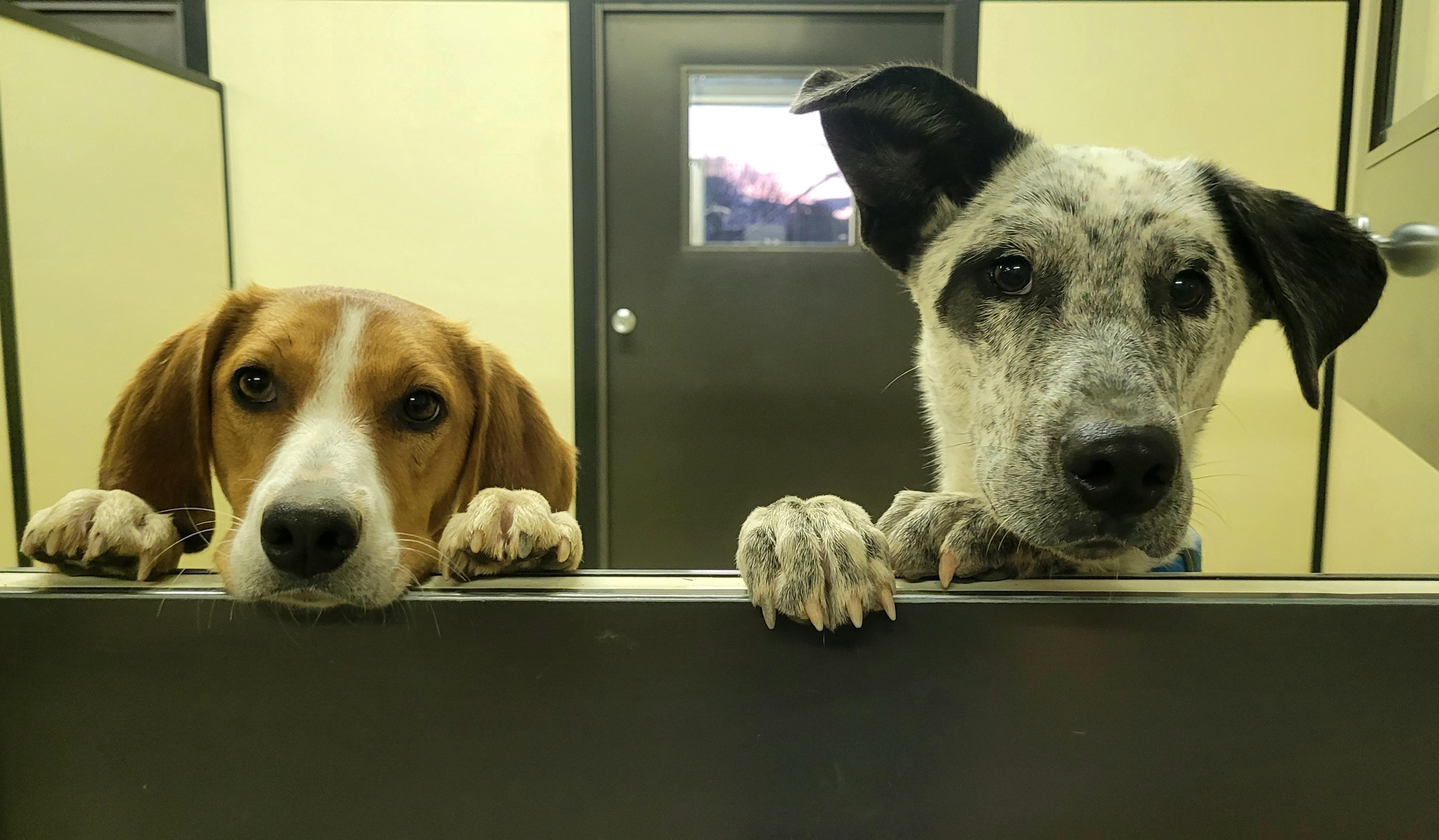 Enlarge Keebler, a Adoptable mixed breed in Fairfax, VA image 4/5