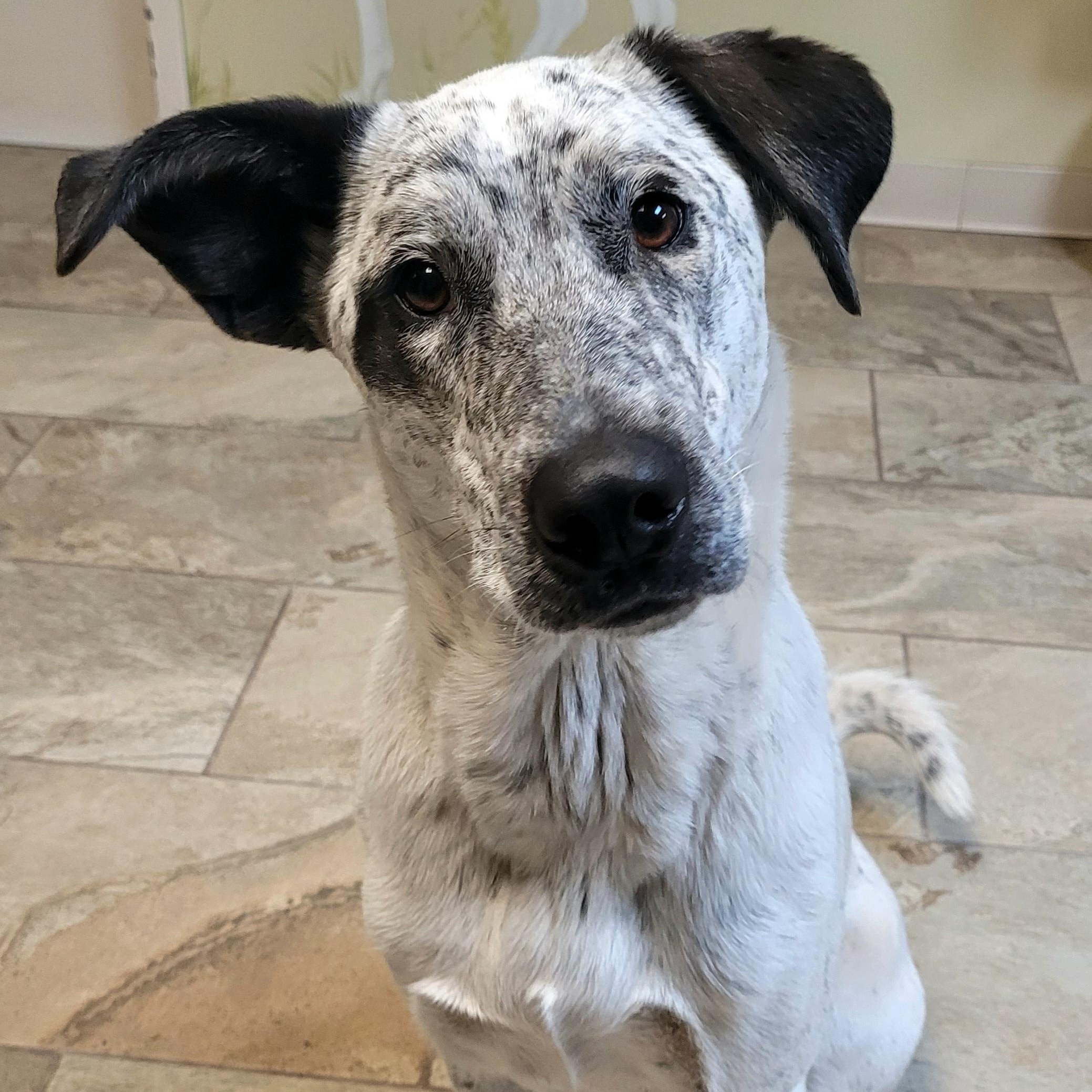 Keebler, Adoptable, Young Male English Setter.