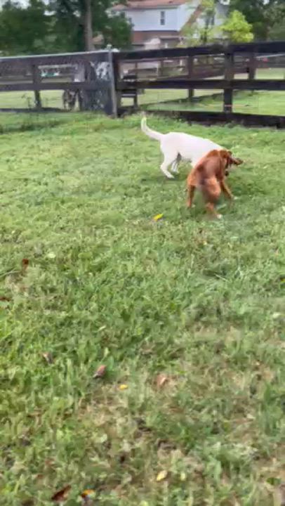 Enlarge Keebler, a Adoptable mixed breed in Fairfax, VA video 5/5