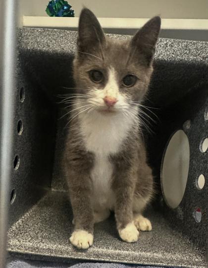 Strudel, Adoptable, Kitten Female Domestic Short Hair & Domestic Short Hair.