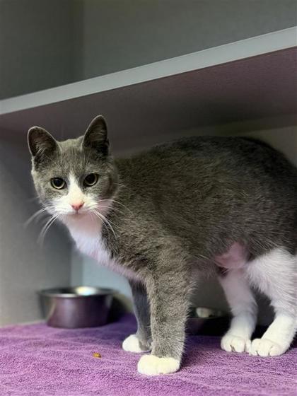 Enlarge Strudel, a Adoptable mixed breed in Bensalem, PA image 2/3