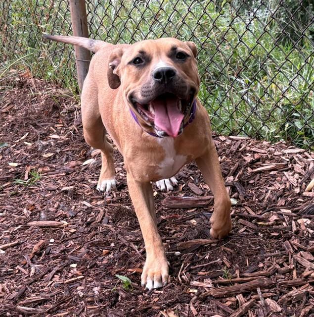 MONO, Adoptable, Young Male Staffordshire Bull Terrier & Bull Terrier.