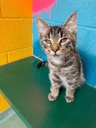 Enlarge Bowen, an adopted Domestic Short Hair in Williamsport, PA image 3/3