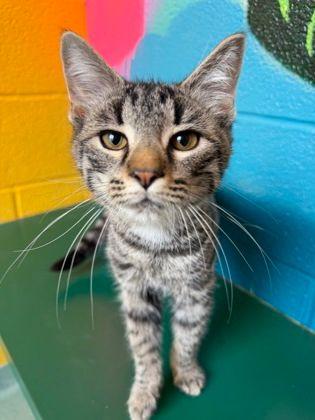 Enlarge Bowen, an adopted Domestic Short Hair in Williamsport, PA image 1/3