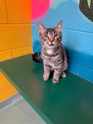 Enlarge Bowen, an adopted Domestic Short Hair in Williamsport, PA image 2/3