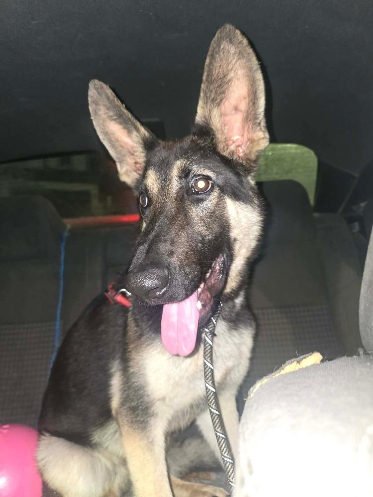 Flacko, Adoptable, Young Male German Shepherd Dog.