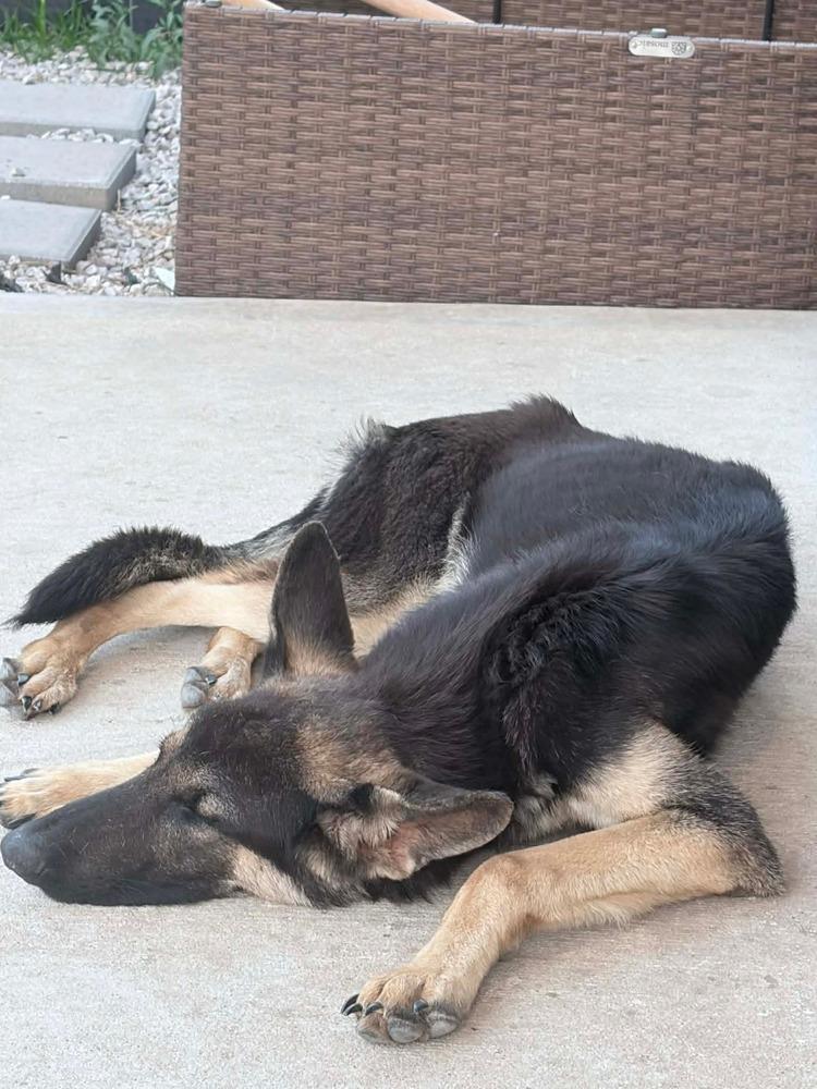 Enlarge Flacko, a Adoptable mixed breed in Sealy, TX image 2/3