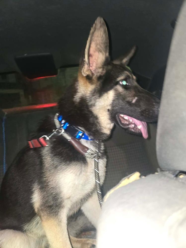 Enlarge Flacko, a Adoptable mixed breed in Sealy, TX image 3/3