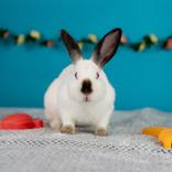 Lucia, ADOPTABLE, Adult Female Californian.