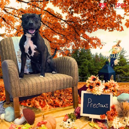 Enlarge Precious, an adoptable mixed breed in Syracuse, NY image 4/5