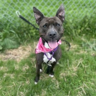 Enlarge Precious, an adoptable mixed breed in Syracuse, NY image 3/5