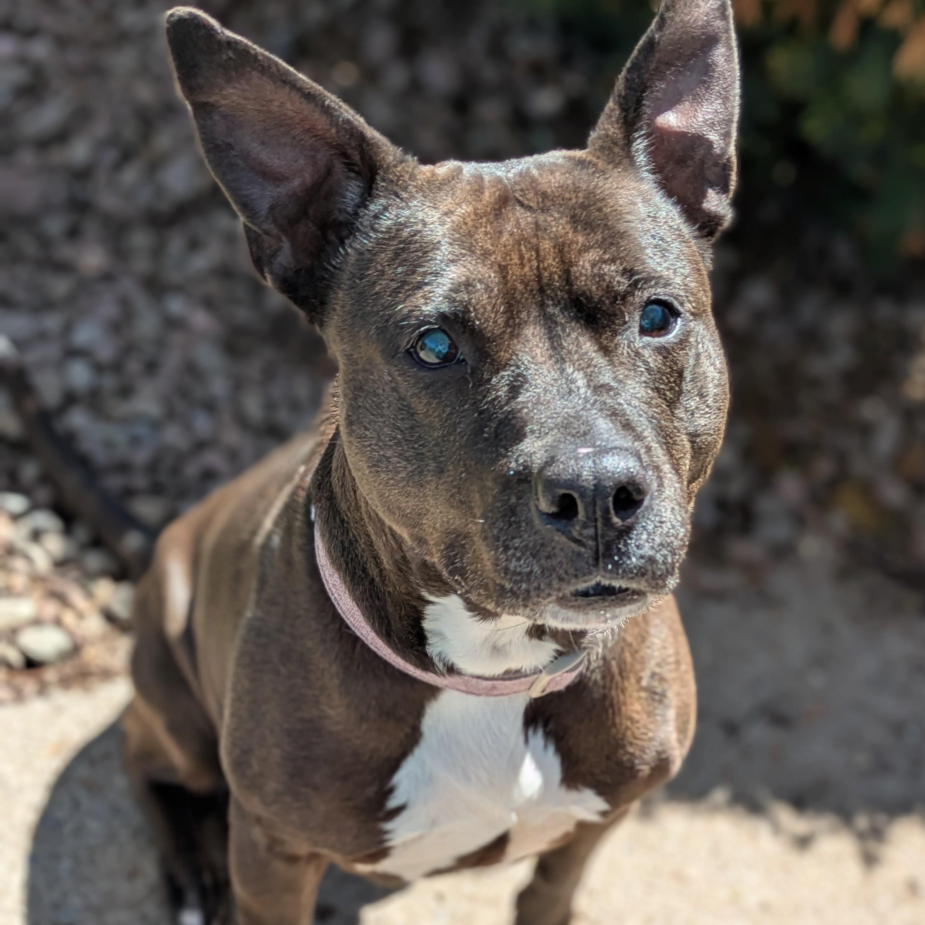 Precious, adoptable, Senior Female Pit Bull Terrier.