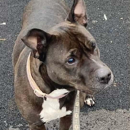 Enlarge Precious, an adoptable mixed breed in Syracuse, NY image 3/6