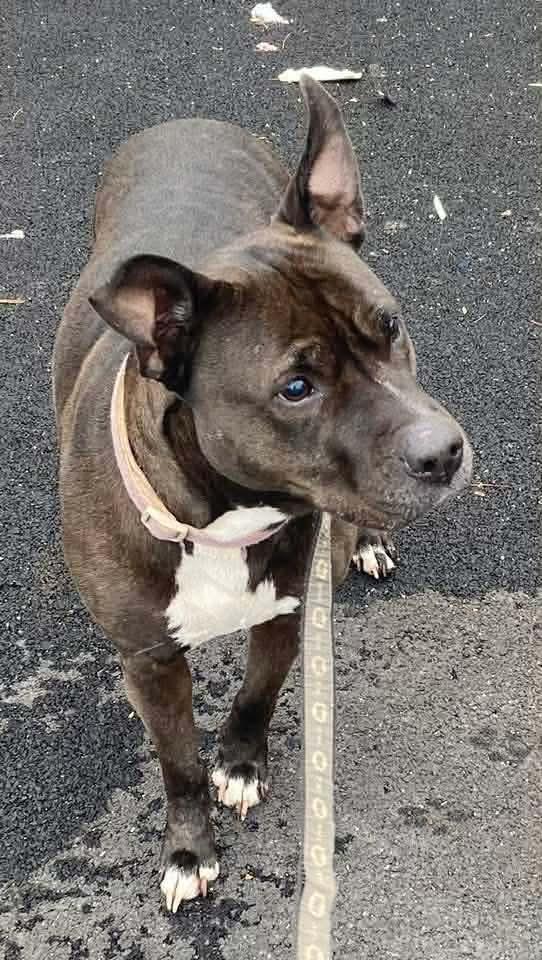 Enlarge Precious, an adoptable mixed breed in Syracuse, NY image 2/5