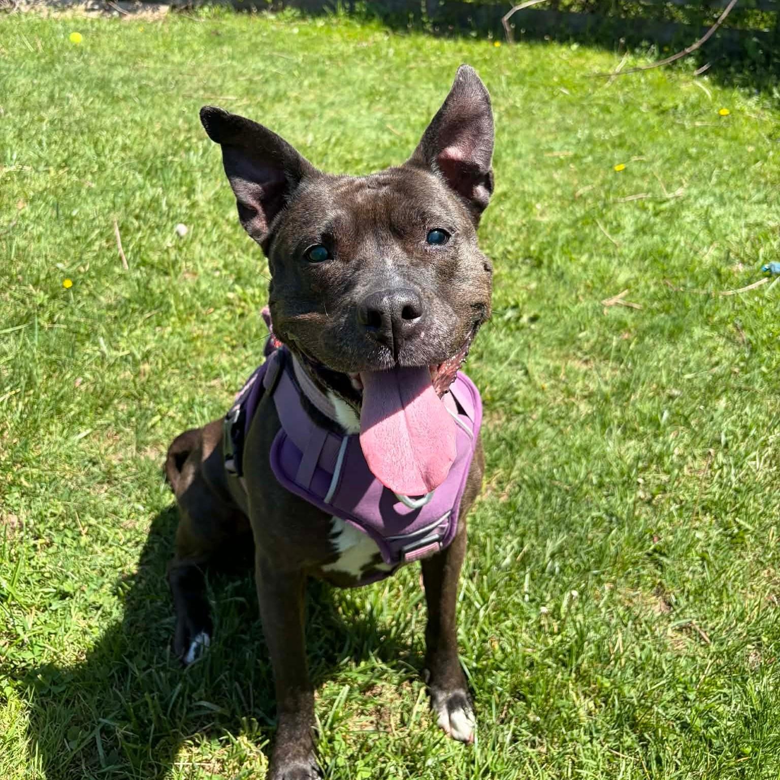 Precious, adoptable, Senior Female Pit Bull Terrier.
