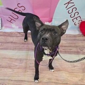 Enlarge Precious, an adoptable mixed breed in Syracuse, NY image 5/5