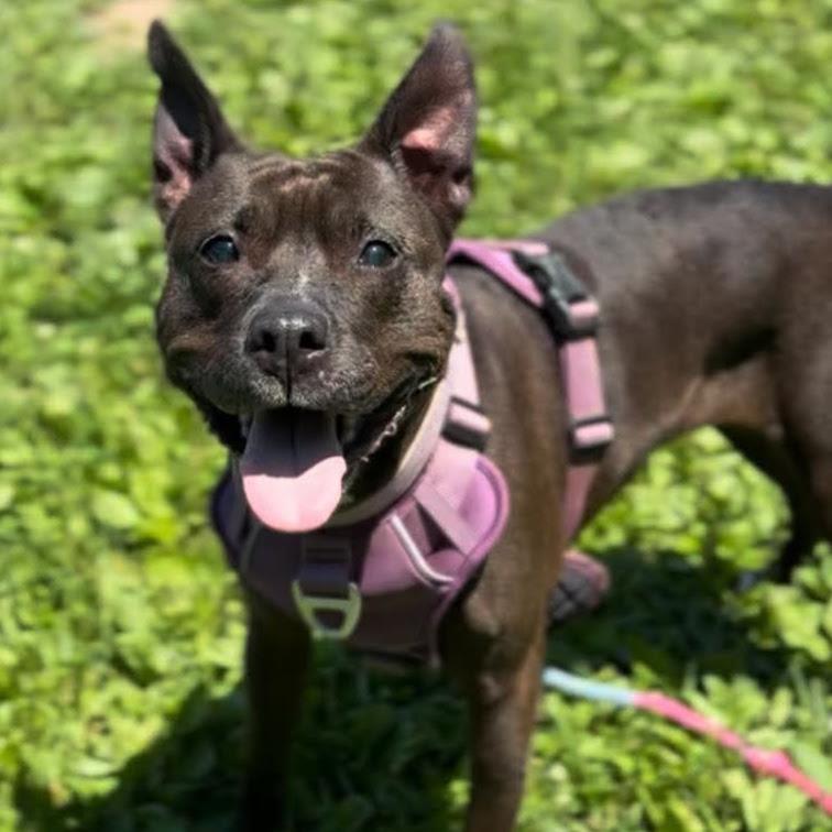 Enlarge Precious, an adoptable mixed breed in Syracuse, NY image 1/6