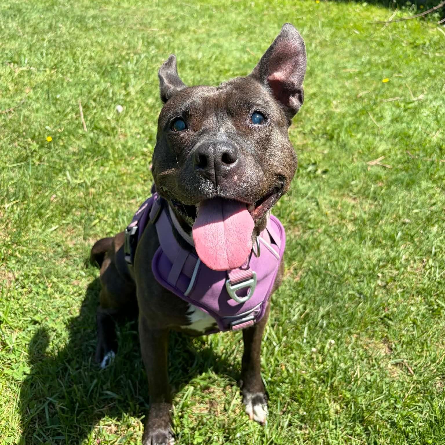 Precious, an adoptable mixed breed in Syracuse, NY image 2/6