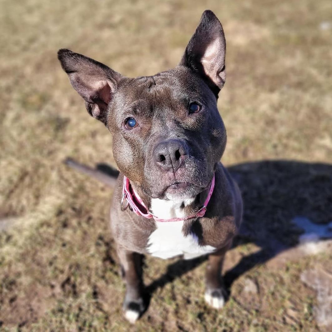 Enlarge Precious, an adoptable mixed breed in Syracuse, NY image 1/5