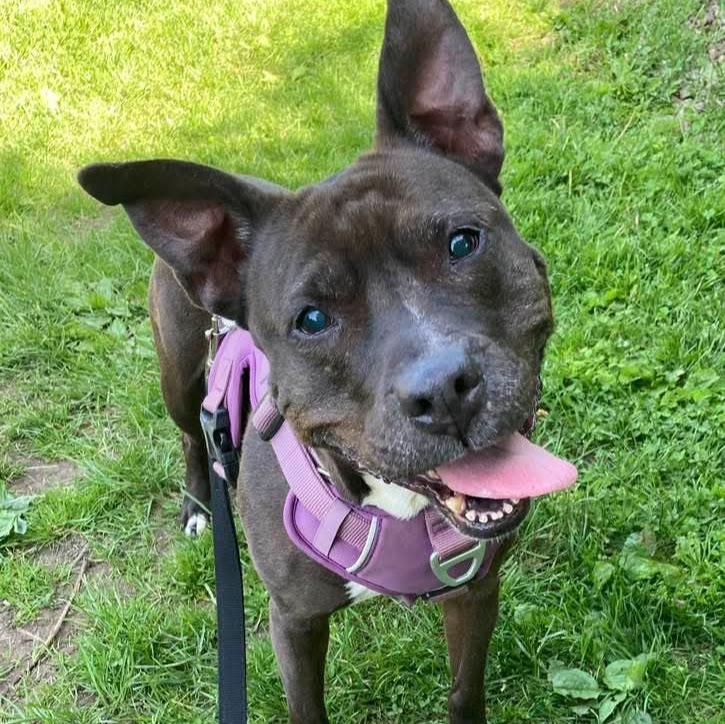 Precious, an adoptable mixed breed in Syracuse, NY image 6/6