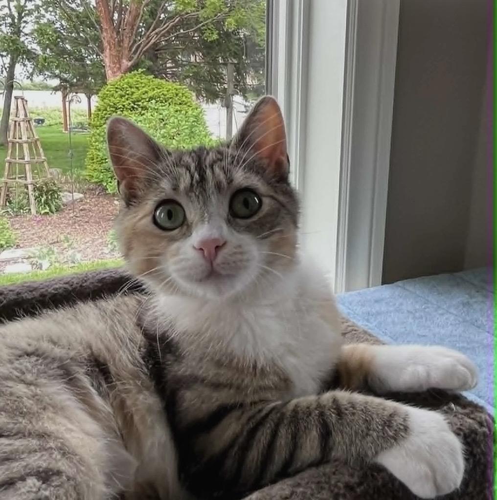 Enlarge PAWLETTE, an adopted Torbie in Delhi, ON image 1/1