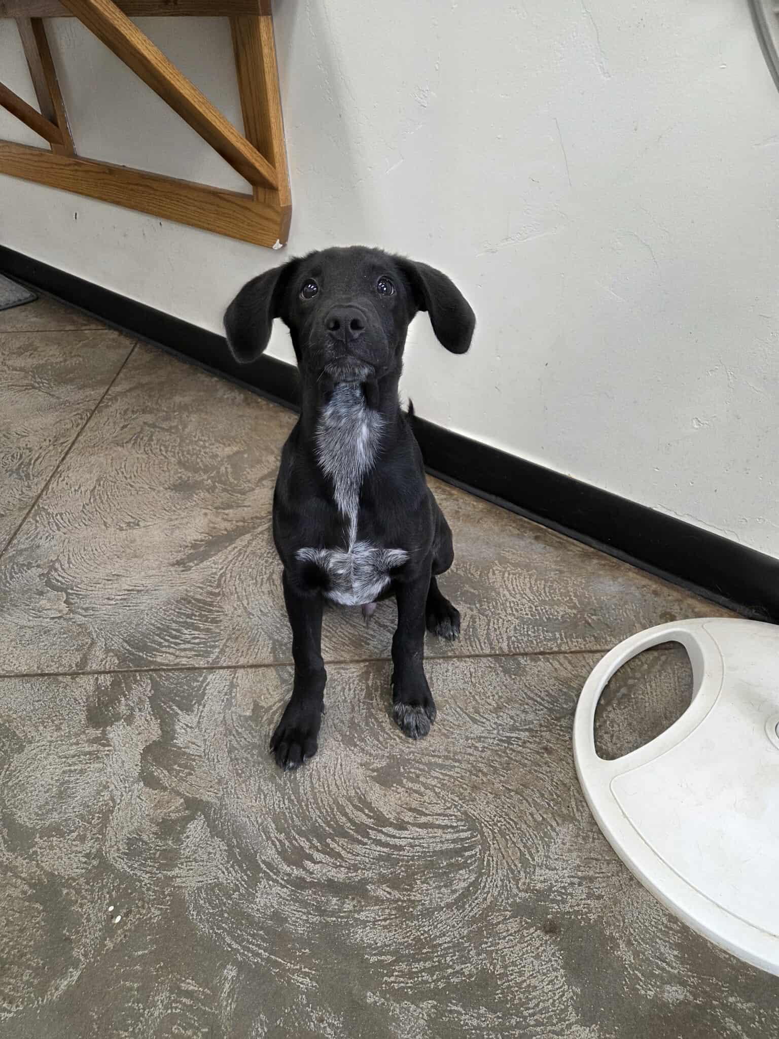 Rio, an adoptable Mixed Breed in Roosevelt, UT, 84066 | Photo Image 3