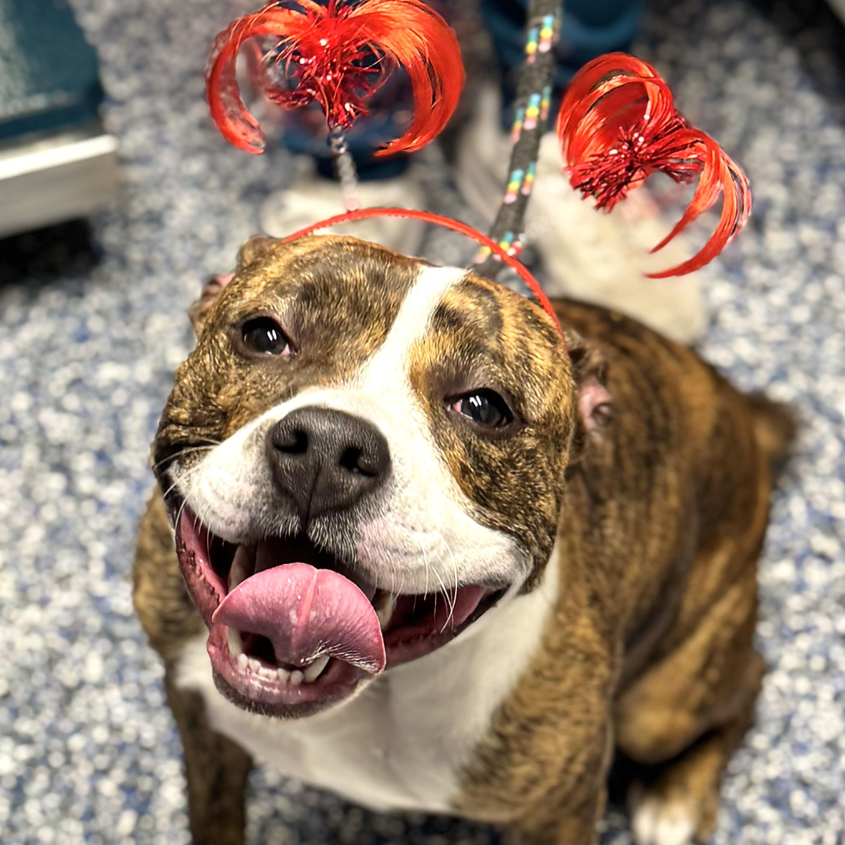 Daisy , ADOPTABLE, Adult Female American Staffordshire Terrier.