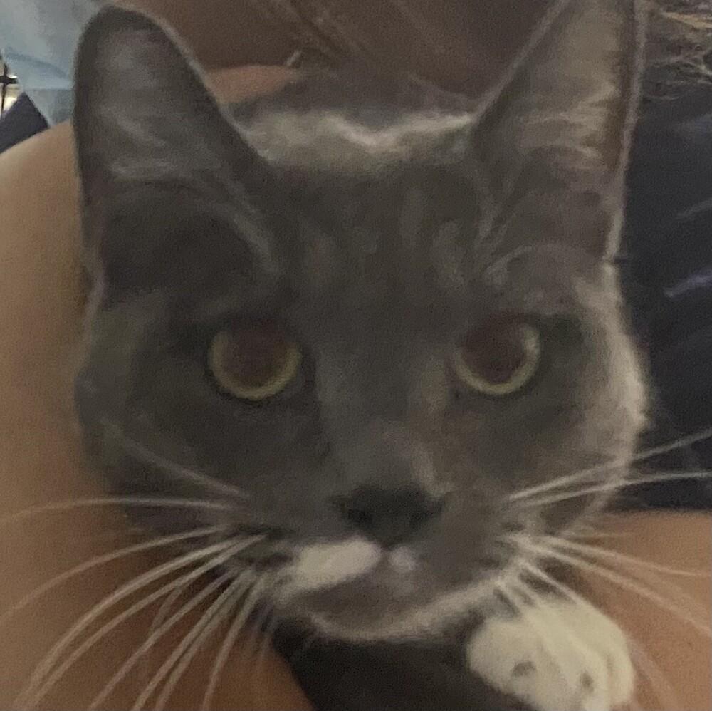 MALIBU, Adoptable, Adult Female Domestic Short Hair.