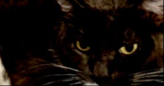 MALIBU, Adoptable, Adult Female Domestic Short Hair.