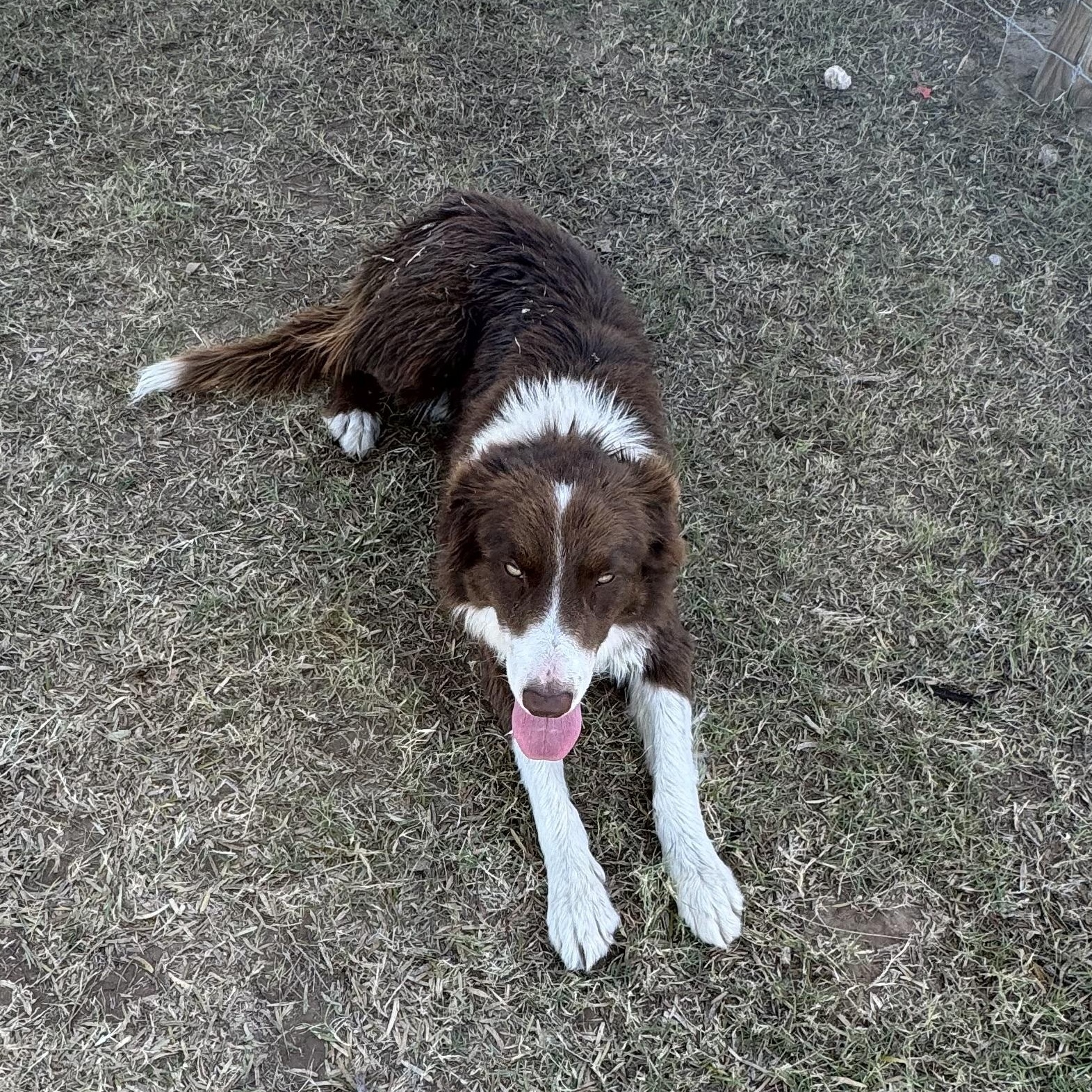 Enlarge Ollie, an adopted mixed breed in Willowbrook, IL image 2/5