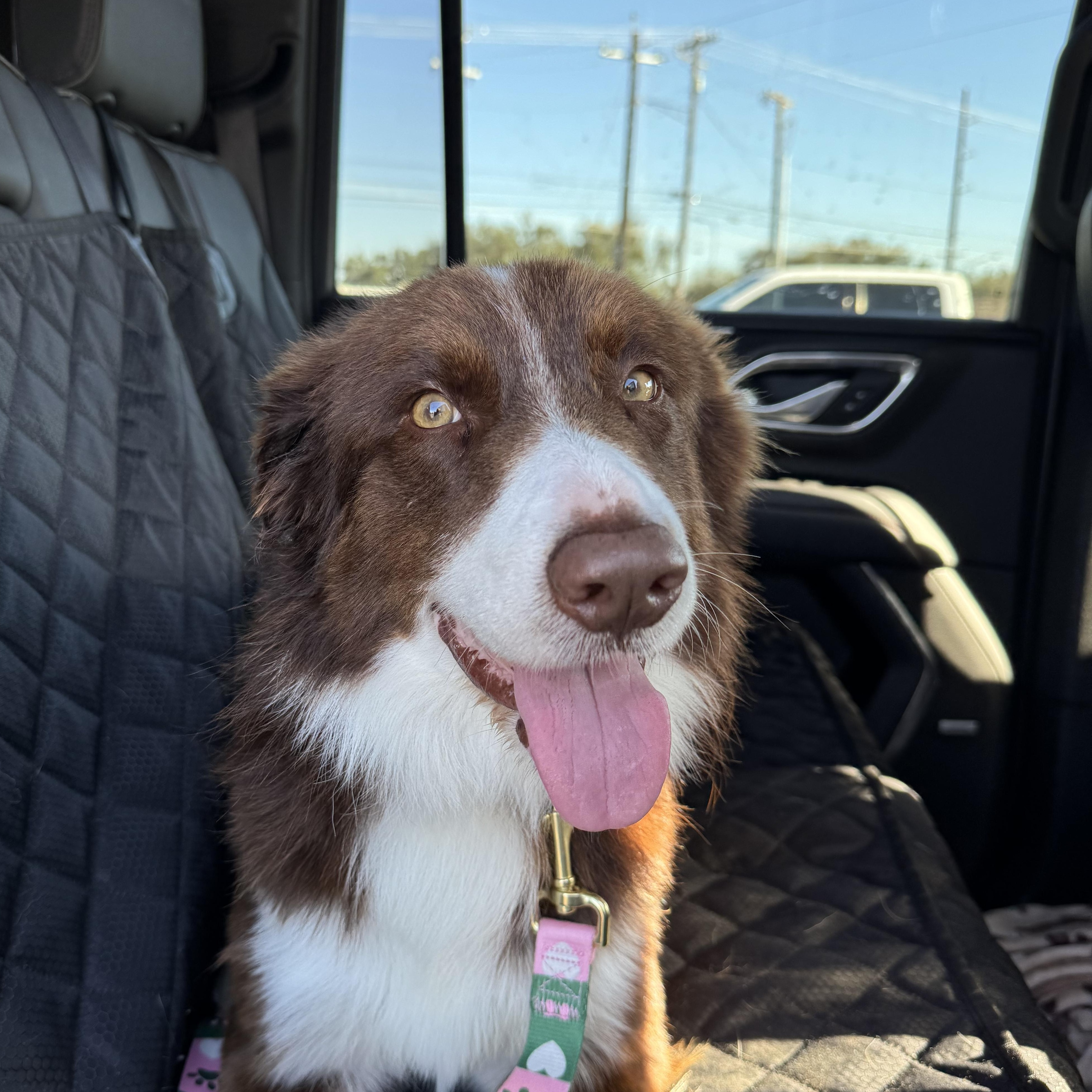 Enlarge Ollie, an adopted mixed breed in Willowbrook, IL image 4/5