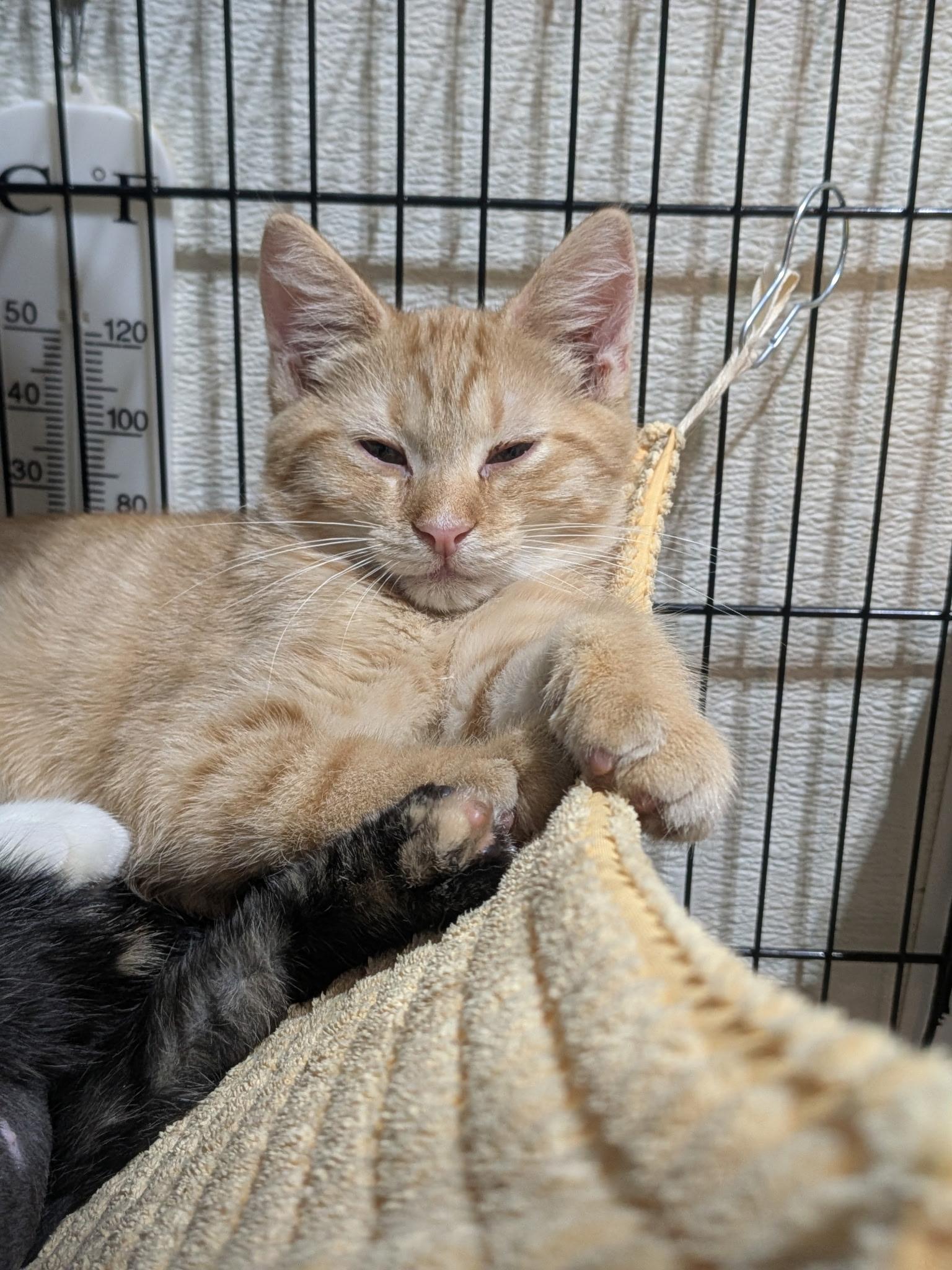 Pugsley, adopted, Young Male Domestic Short Hair.