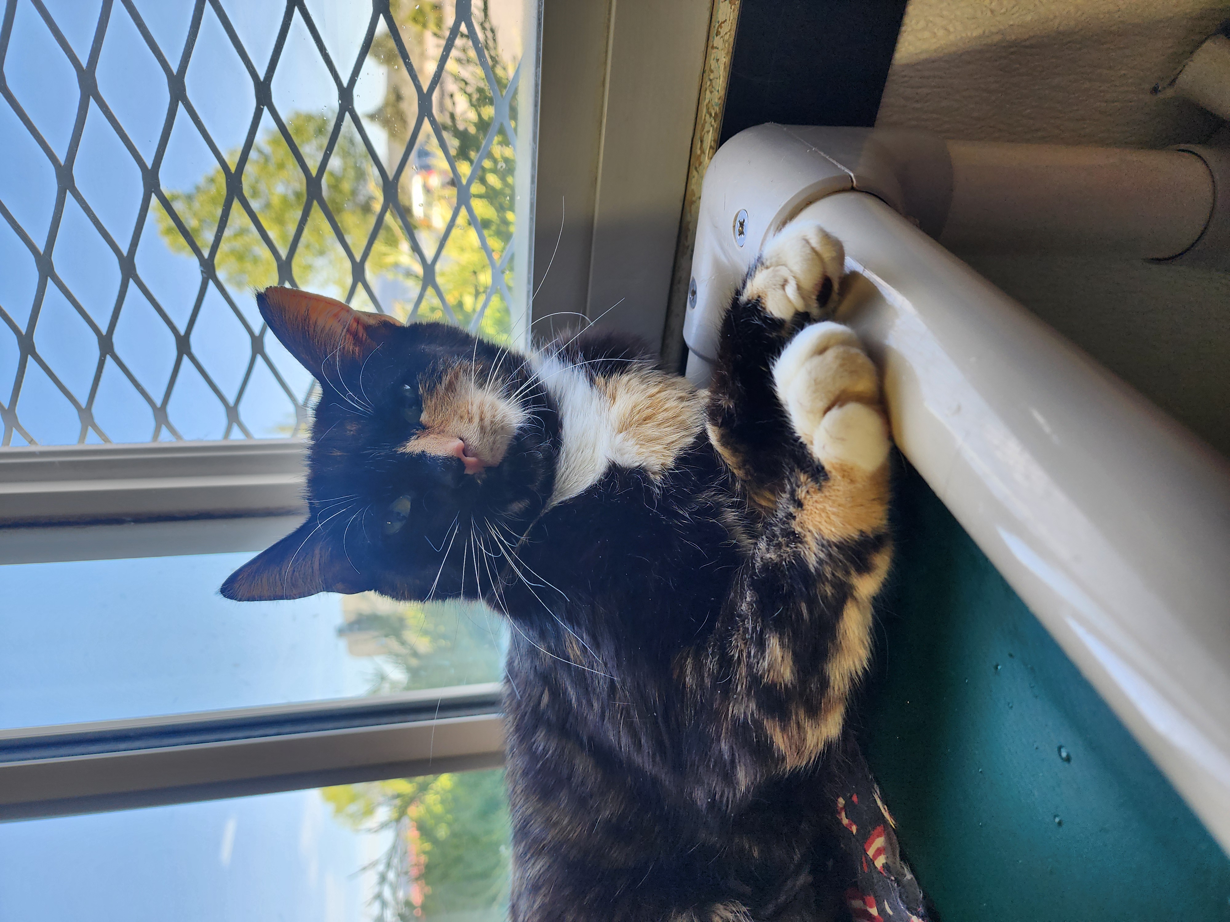 Dolly, an adopted Domestic Short Hair in Prineville, OR_image-1