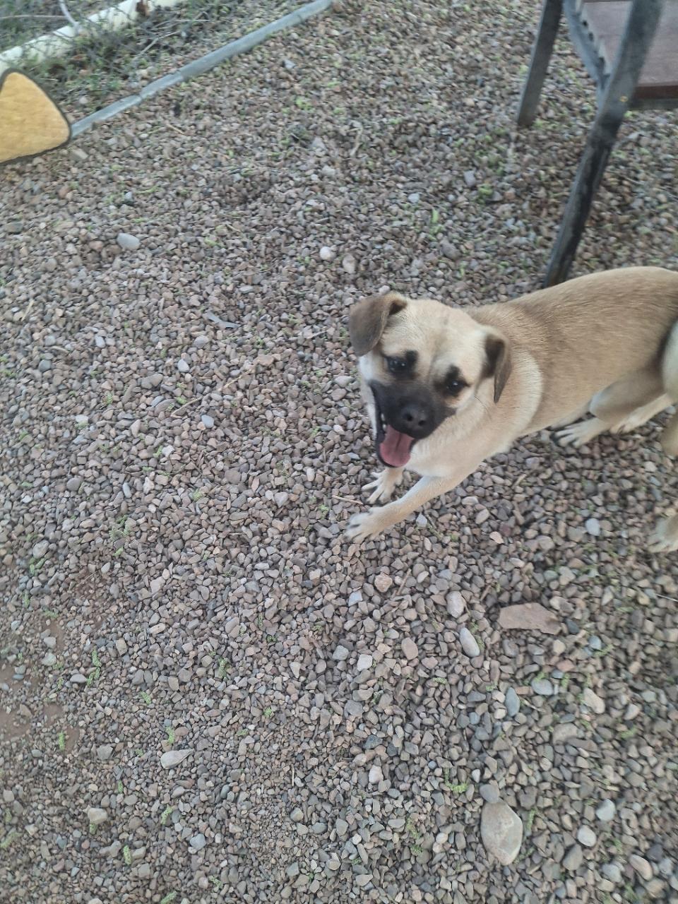 Enlarge Pepsi, a ADOPTABLE Pug in Tombstone, AZ image 1/1