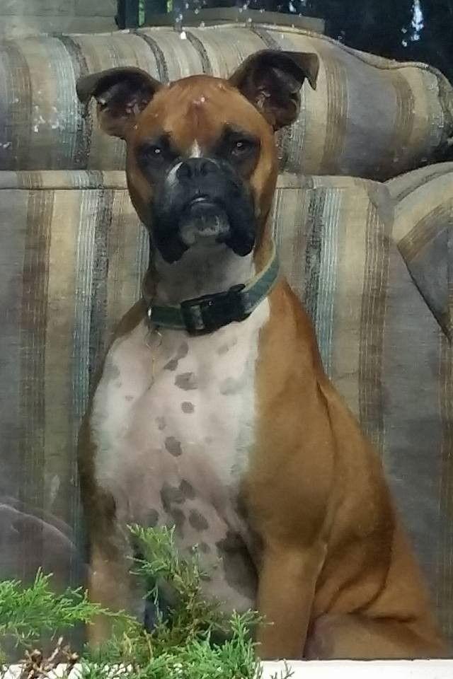 Enlarge Tucker, a Adopted Boxer in Shakopee, MN image 1/3