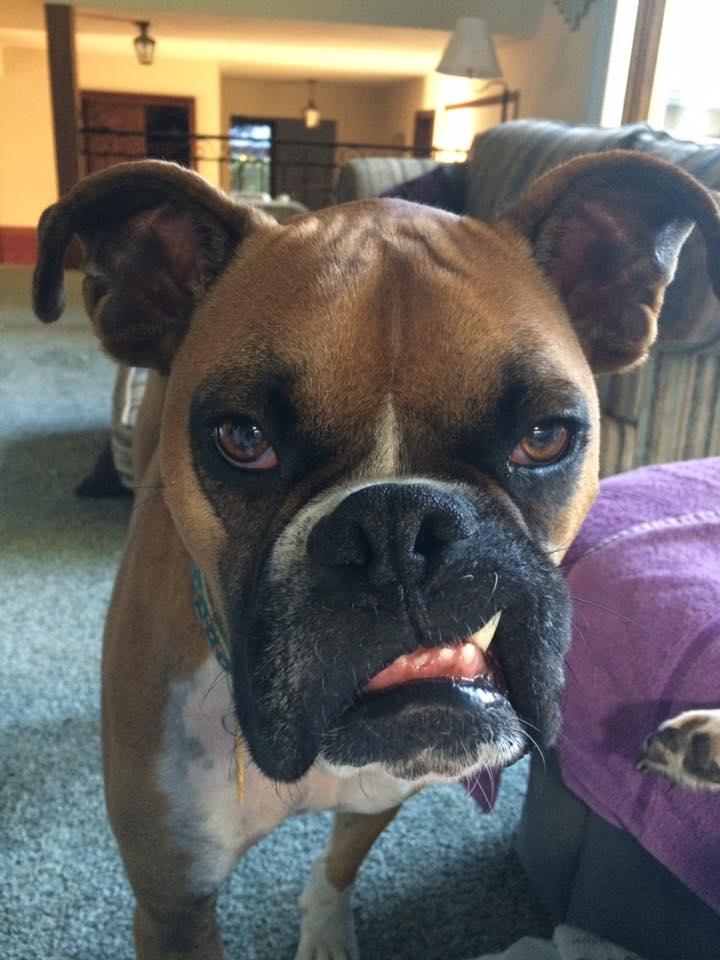 Enlarge Tucker, a Adopted Boxer in Shakopee, MN image 2/3