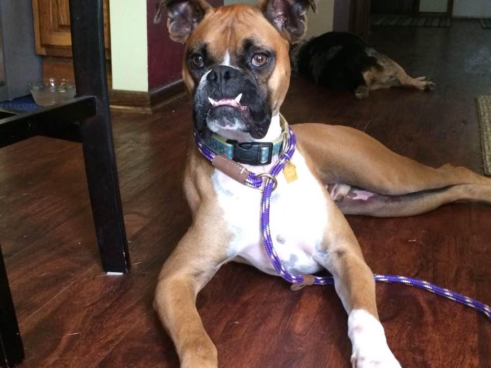 Enlarge Tucker, a Adopted Boxer in Shakopee, MN image 3/3